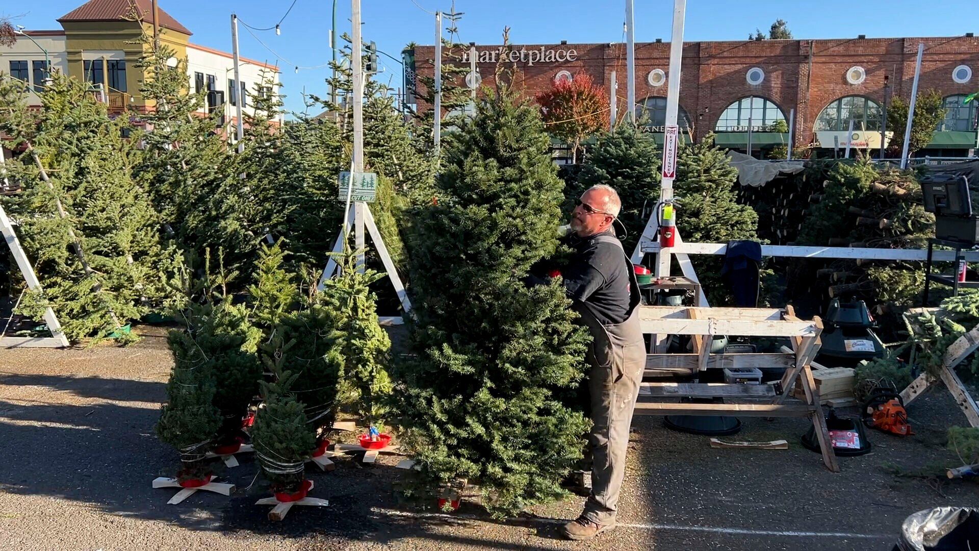Christmas Tree Shortage
